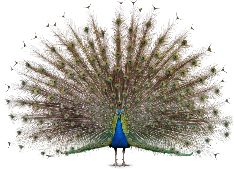 A peacock with its tail fanned