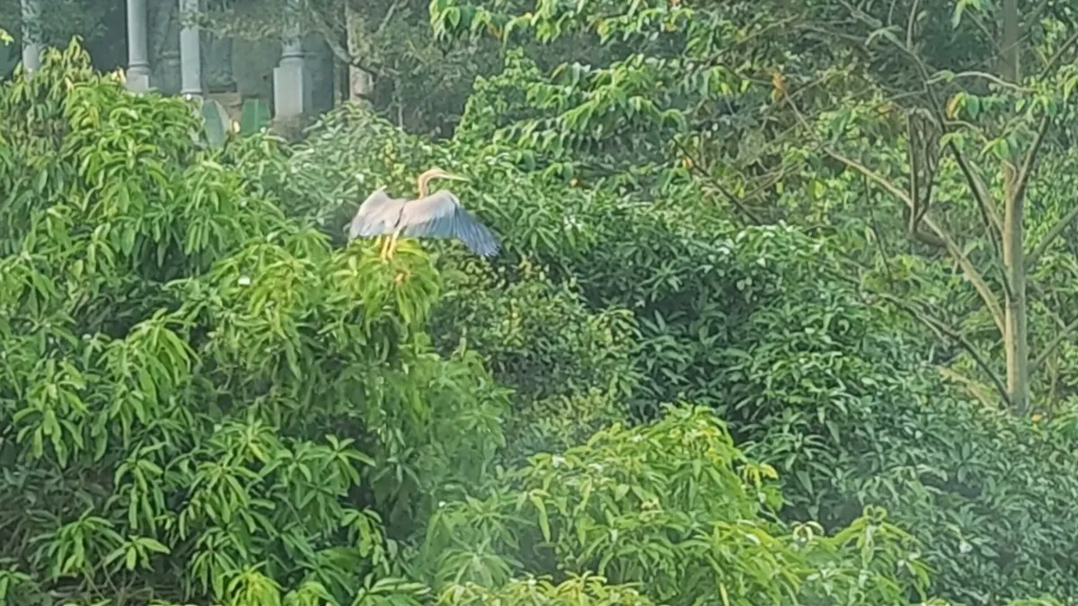 A grey heron perched at the top of a tree above the lake in morning mist