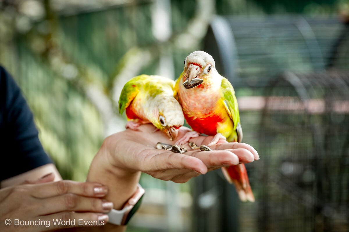 Colorful parrots hand-feeding at the farmstay