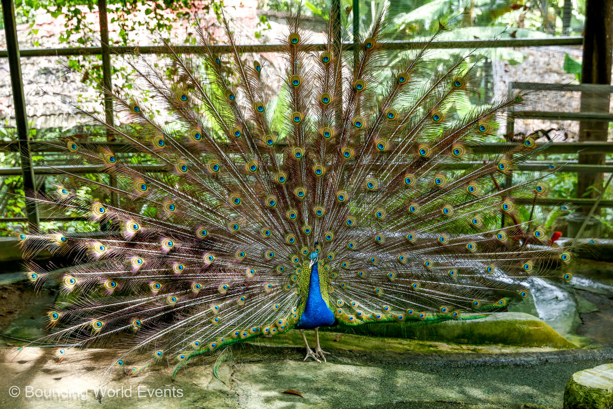 Peacock with full feather display